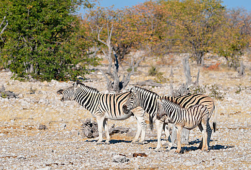 斑马,马,成年,雄性,女性,小马,石头,地面,埃托沙国家公园,纳米比亚,非洲
