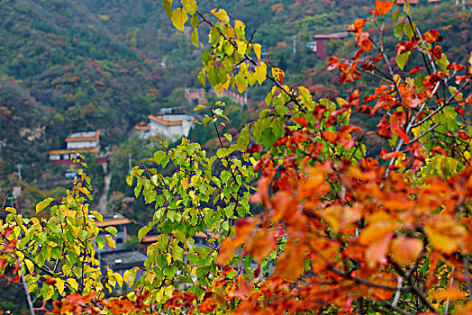 坡峰岭秋色