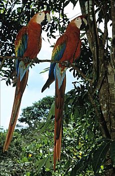 绯红金刚鹦鹉,一对,树上,亚马逊河,生态系统,巴西