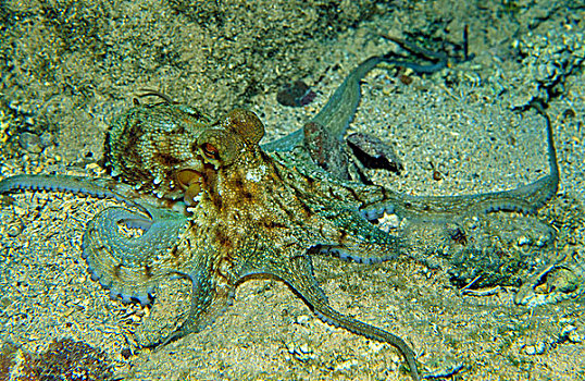 章鱼,真蛸,地中海,科西嘉岛,法国,欧洲