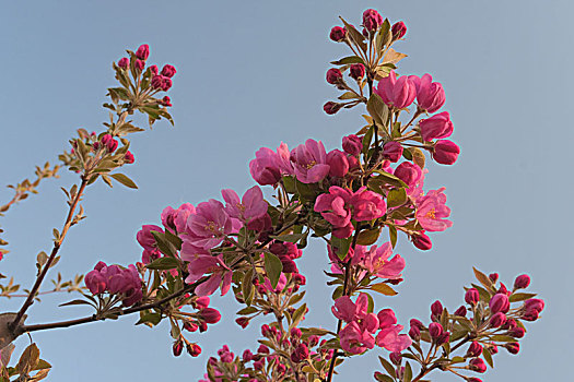 西府海棠花18