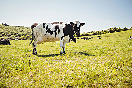 母牛,站立,草场,晴天