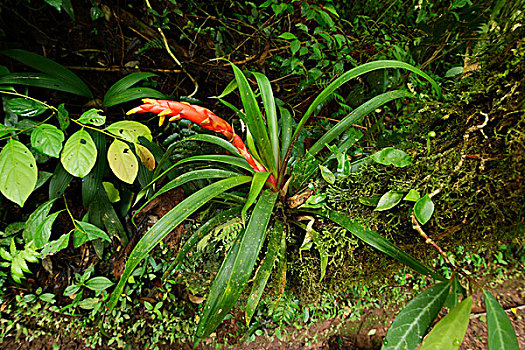 凤梨科植物,花,国家公园,哥斯达黎加,中美洲