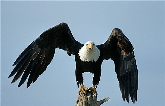 白头鹰,海雕属,雕,阿拉斯加,美国