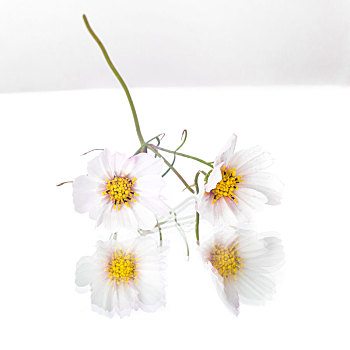 白色,银莲花,花,镜子,白色背景