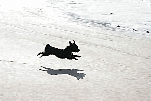 狗,跑,海滩