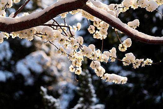 北海公园雪中桃花