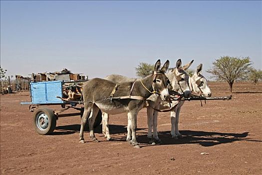 驴,手推车,南,纳米比亚,非洲