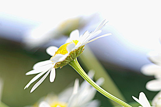 甘菊,特写