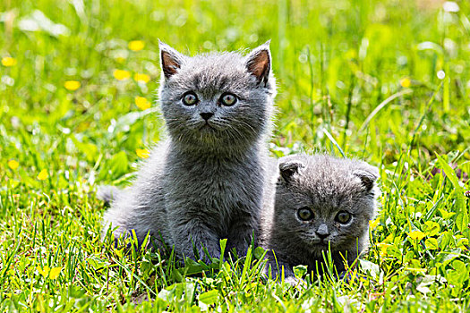 英国短毛猫,猫,英国,蓝色,小猫,绿色,草坪,德国