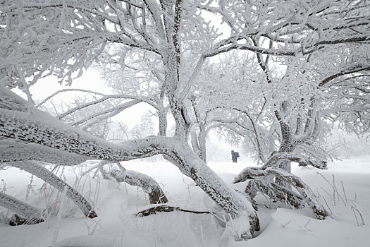 走进林海雪原