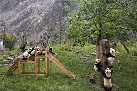大熊猫,建筑,靠近,五月,2008年,地震,卧龙,中国