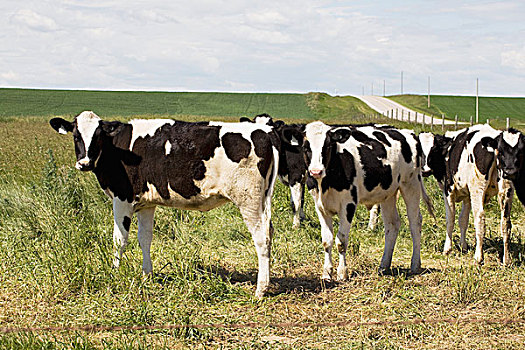 年轻,奶牛,草场,艾伯塔省,加拿大