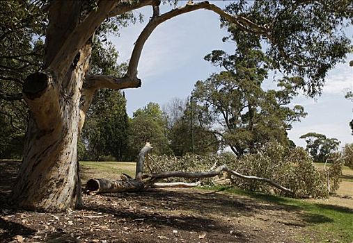 枝条,老,桉树,干旱,时期,墨尔本,维多利亚,澳大利亚