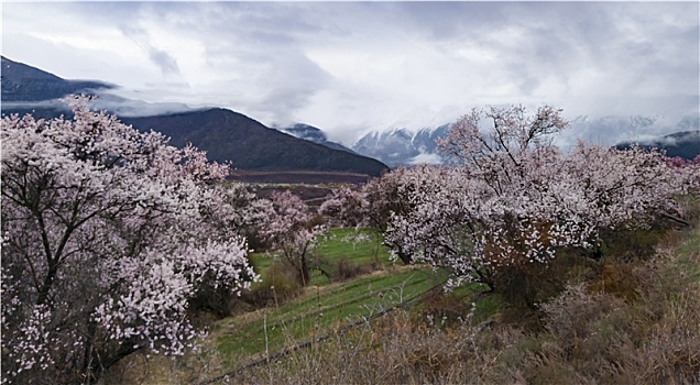 野桃花观赏圣地索松村