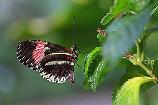 虎斑蝶,康士坦茨湖,巴登符腾堡,德国,欧洲