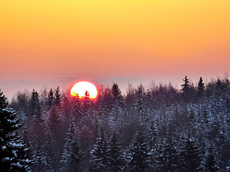 日落,上方,冬天,针叶林带,太阳,坐,后面,树