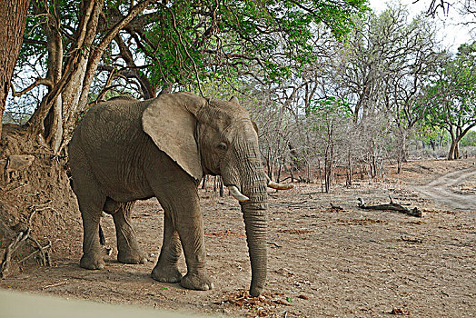 非洲,灌木,大象,非洲象,南卢安瓜国家公园,赞比亚