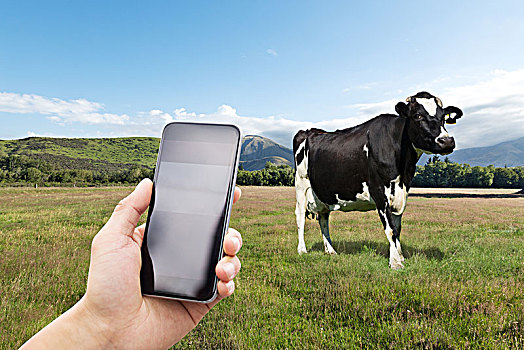 手机,母牛,草场