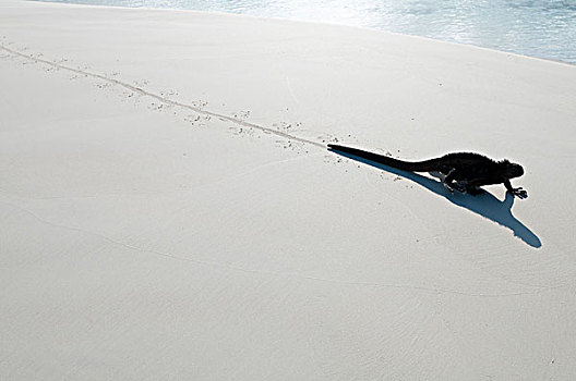 海鬣蜥,海滩,加拉帕戈斯群岛,厄瓜多尔