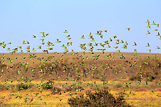 虎皮鹦鹉,波形,成群,飞行,国家公园,新南威尔士,澳大利亚