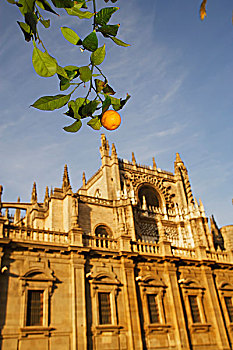 橘树,大教堂