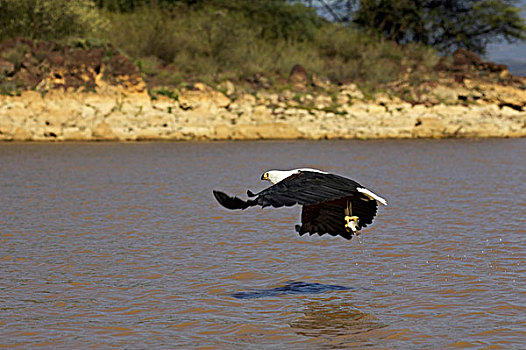 非洲鱼鹰,吼海雕,捕鱼,湖,肯尼亚