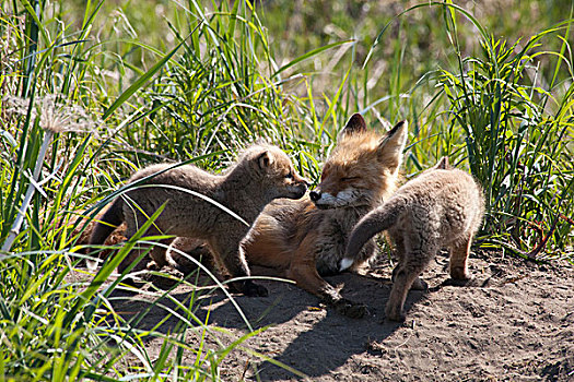 红狐,狐属,两个,幼仔,靠近,窝,卡特麦国家公园,阿拉斯加
