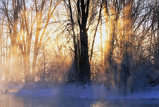 日出,树,冬天,密西西比河,地点,安大略省,加拿大