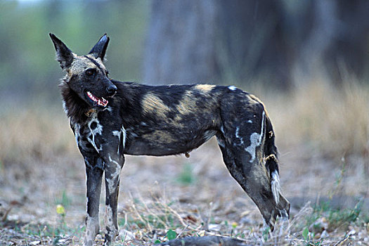 博茨瓦纳,莫雷米禁猎区,非洲野狗,非洲野犬属,树林,靠近