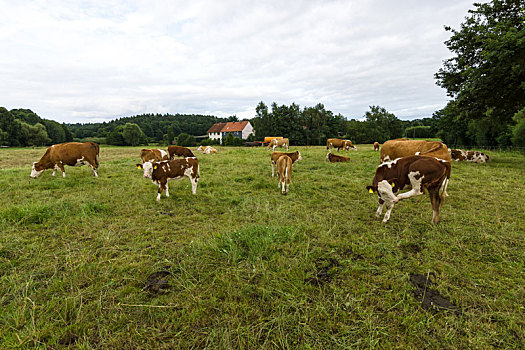 母牛,幼兽,草场,背景,乡村,房子