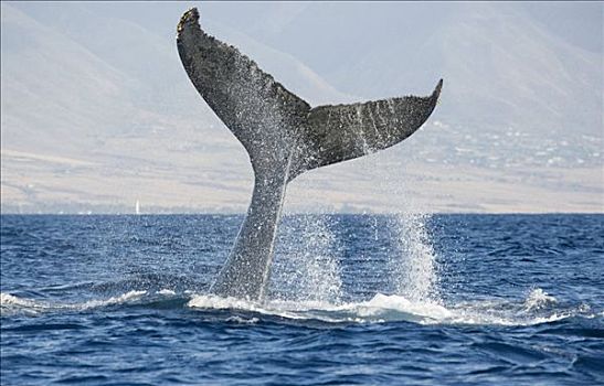 夏威夷,毛伊岛,驼背鲸,尾部