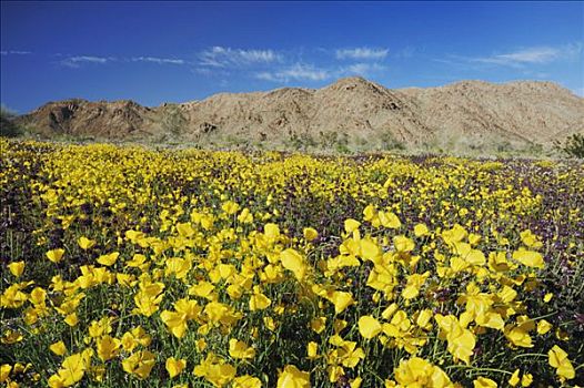 莫哈维沙漠,开花,约书亚树国家公园,加利福尼亚,美国