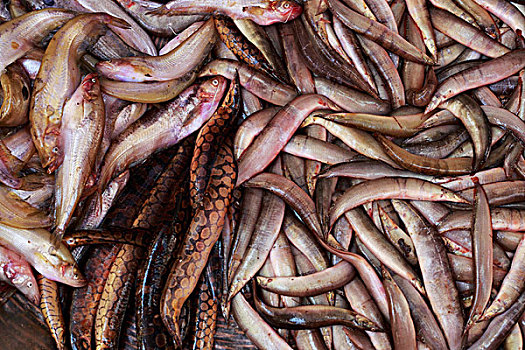 鳗鱼,出售,街边市场,收获,柬埔寨