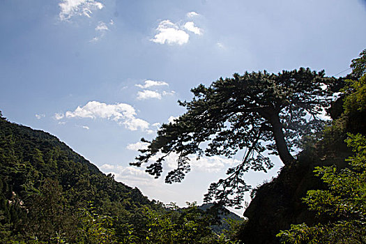 泰山迎客松