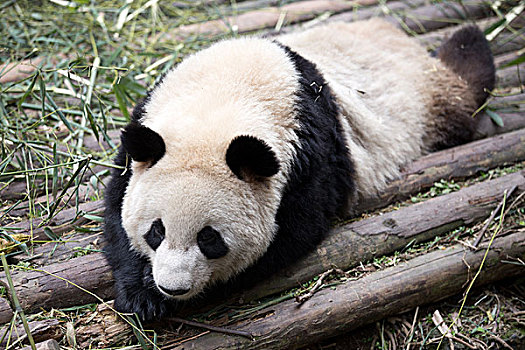 可爱,大熊猫,动物园