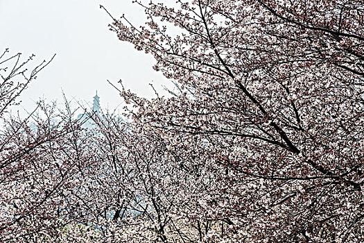 苏州上方山樱花风景
