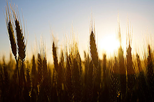 小麦,小,有机农场,乡村,法国,晚春,逆光,落日,利莫辛,欧洲
