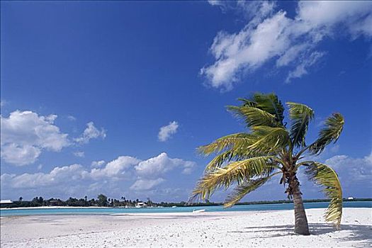棕榈树,海滩,开曼群岛