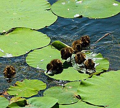 鸭妈妈带着一群小鸭子在满是荷叶的湖面上游泳