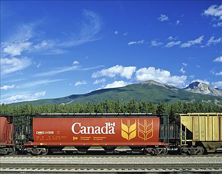 小麦,车厢,铁路,加拿大