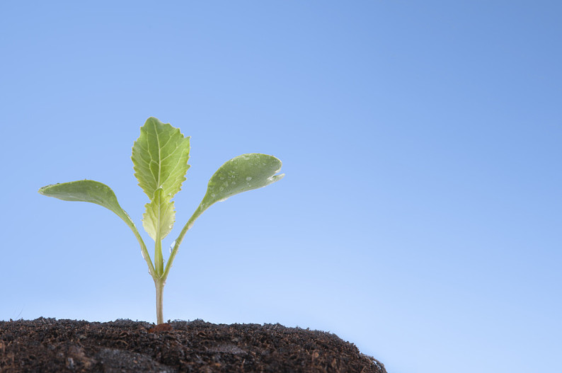 幼苗图片_幼苗高清图片_全景视觉