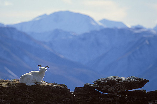 绵羊,母羊,阿拉斯加山脉,背景,樱草花,德纳里峰国家公园,阿拉斯加,室内