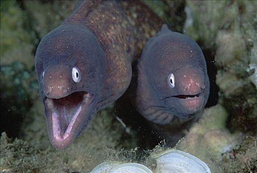 海鳗,一对,脚,巴布亚新几内亚