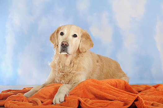 金毛猎犬,雄性,躺着,橙色,毯子,棚拍,奥地利,欧洲