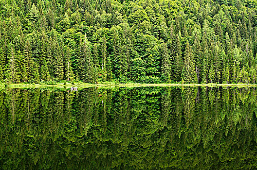 湖,反射,松树,树林,水,风景,萨尔茨卡莫古特,施蒂里亚,奥地利,欧洲
