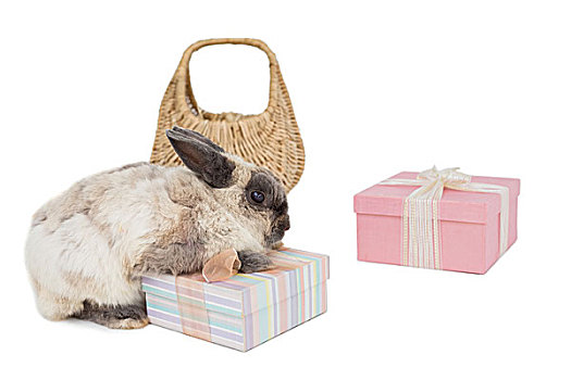 绒毛状,兔子,礼盒,柳条篮