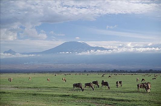 蓝角马,角马,牧群,放牧,安伯塞利国家公园,肯尼亚