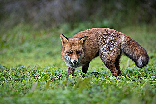 红狐,狐属,荷兰,北荷兰,阿姆斯特丹
