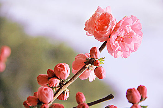 春天盛开的红色梅花
